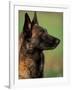 Belgian Malinois / Shepherd Dog Profile Portrait-Adriano Bacchella-Framed Photographic Print