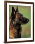 Belgian Malinois / Shepherd Dog Profile Portrait-Adriano Bacchella-Framed Photographic Print