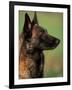 Belgian Malinois / Shepherd Dog Profile Portrait-Adriano Bacchella-Framed Photographic Print