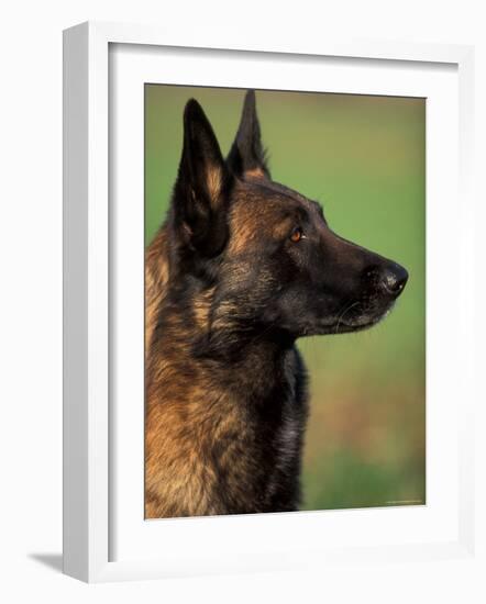 Belgian Malinois / Shepherd Dog Profile Portrait-Adriano Bacchella-Framed Photographic Print