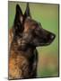 Belgian Malinois / Shepherd Dog Profile Portrait-Adriano Bacchella-Mounted Photographic Print