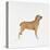 Belgian Mastiff-null-Stretched Canvas