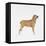 Belgian Mastiff-null-Framed Stretched Canvas