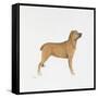 Belgian Mastiff-null-Framed Stretched Canvas