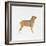 Belgian Mastiff-null-Framed Giclee Print