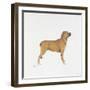 Belgian Mastiff-null-Framed Giclee Print