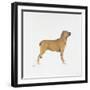 Belgian Mastiff-null-Framed Giclee Print