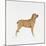 Belgian Mastiff-null-Mounted Giclee Print
