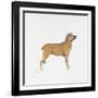 Belgian Mastiff-null-Framed Giclee Print