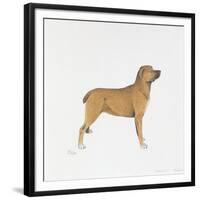 Belgian Mastiff-null-Framed Giclee Print