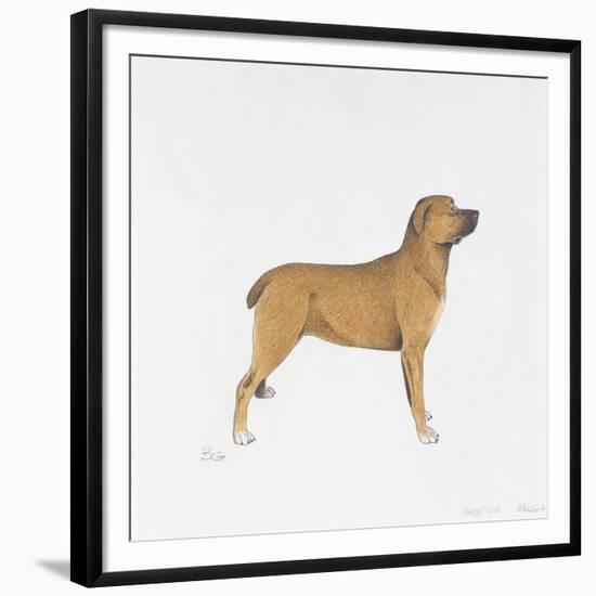 Belgian Mastiff-null-Framed Giclee Print