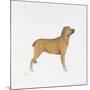 Belgian Mastiff-null-Mounted Giclee Print