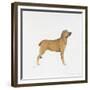 Belgian Mastiff-null-Framed Giclee Print