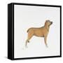 Belgian Mastiff-null-Framed Stretched Canvas