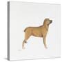 Belgian Mastiff-null-Stretched Canvas