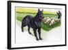 Belgian Sheepdog (Canis Lupus Familiaris) Guarding Flock-null-Framed Giclee Print