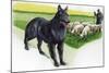 Belgian Sheepdog (Canis Lupus Familiaris) Guarding Flock-null-Mounted Giclee Print