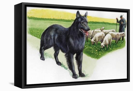 Belgian Sheepdog (Canis Lupus Familiaris) Guarding Flock-null-Framed Stretched Canvas