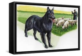 Belgian Sheepdog (Canis Lupus Familiaris) Guarding Flock-null-Framed Stretched Canvas