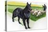 Belgian Sheepdog (Canis Lupus Familiaris) Guarding Flock-null-Stretched Canvas