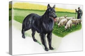 Belgian Sheepdog (Canis Lupus Familiaris) Guarding Flock-null-Stretched Canvas