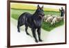 Belgian Sheepdog (Canis Lupus Familiaris) Guarding Flock-null-Framed Giclee Print