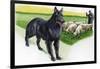 Belgian Sheepdog (Canis Lupus Familiaris) Guarding Flock-null-Framed Giclee Print