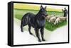 Belgian Sheepdog (Canis Lupus Familiaris) Guarding Flock-null-Framed Stretched Canvas