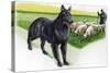 Belgian Sheepdog (Canis Lupus Familiaris) Guarding Flock-null-Stretched Canvas