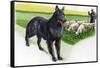 Belgian Sheepdog (Canis Lupus Familiaris) Guarding Flock-null-Framed Stretched Canvas