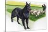 Belgian Sheepdog (Canis Lupus Familiaris) Guarding Flock-null-Stretched Canvas