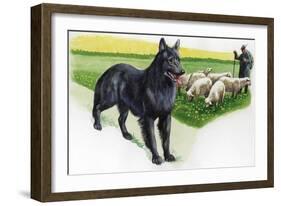 Belgian Sheepdog (Canis Lupus Familiaris) Guarding Flock-null-Framed Giclee Print