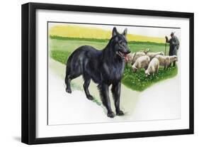 Belgian Sheepdog (Canis Lupus Familiaris) Guarding Flock-null-Framed Giclee Print