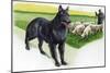 Belgian Sheepdog (Canis Lupus Familiaris) Guarding Flock-null-Mounted Giclee Print