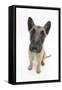 Belgian Shepherd Dog (Alsatian) Puppy, Antar, 10 Weeks, Looking Up-Mark Taylor-Framed Stretched Canvas