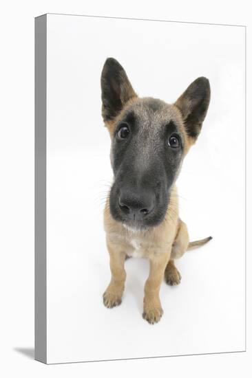 Belgian Shepherd Dog (Alsatian) Puppy, Antar, 10 Weeks, Looking Up-Mark Taylor-Stretched Canvas