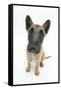 Belgian Shepherd Dog (Alsatian) Puppy, Antar, 10 Weeks, Looking Up-Mark Taylor-Framed Stretched Canvas