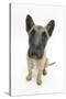 Belgian Shepherd Dog (Alsatian) Puppy, Antar, 10 Weeks, Looking Up-Mark Taylor-Stretched Canvas