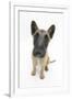 Belgian Shepherd Dog (Alsatian) Puppy, Antar, 10 Weeks, Looking Up-Mark Taylor-Framed Photographic Print