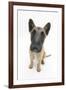 Belgian Shepherd Dog (Alsatian) Puppy, Antar, 10 Weeks, Looking Up-Mark Taylor-Framed Photographic Print