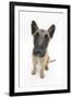 Belgian Shepherd Dog (Alsatian) Puppy, Antar, 10 Weeks, Looking Up-Mark Taylor-Framed Photographic Print