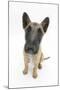 Belgian Shepherd Dog (Alsatian) Puppy, Antar, 10 Weeks, Looking Up-Mark Taylor-Mounted Photographic Print