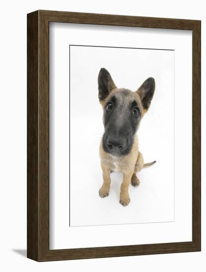 Belgian Shepherd Dog (Alsatian) Puppy, Antar, 10 Weeks, Looking Up-Mark Taylor-Framed Photographic Print