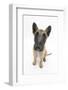 Belgian Shepherd Dog (Alsatian) Puppy, Antar, 10 Weeks, Looking Up-Mark Taylor-Framed Photographic Print