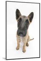 Belgian Shepherd Dog (Alsatian) Puppy, Antar, 10 Weeks, Looking Up-Mark Taylor-Mounted Photographic Print