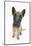 Belgian Shepherd Dog (Alsatian) Puppy, Antar, 10 Weeks, Looking Up-Mark Taylor-Mounted Photographic Print