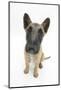 Belgian Shepherd Dog (Alsatian) Puppy, Antar, 10 Weeks, Looking Up-Mark Taylor-Mounted Photographic Print