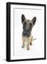 Belgian Shepherd Dog (Alsatian) Puppy, Antar, 10 Weeks, Looking Up-Mark Taylor-Framed Photographic Print