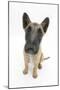 Belgian Shepherd Dog (Alsatian) Puppy, Antar, 10 Weeks, Looking Up-Mark Taylor-Mounted Photographic Print