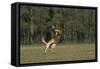 Belgian Shepherd Dog, Catching Fisbee-null-Framed Stretched Canvas